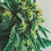 Шкурка для скейтборда dipGrip White Grass